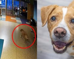 Senior “escape artist” dog who broke out of shelter twice looking for a new home