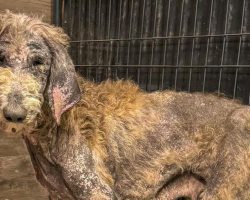 Mangey, emaciated poodle makes incredible transformation after rescue — see her today