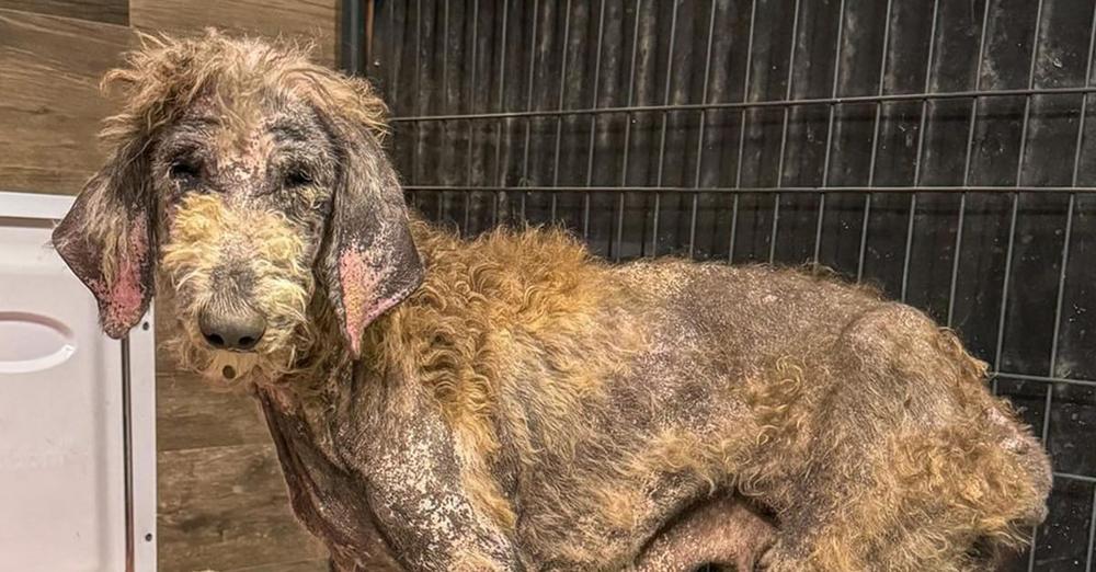 Mangey, emaciated poodle makes incredible transformation after rescue — see her today