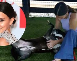 “Stranger Things” star Millie Bobby Brown takes in foster dog who was about to be euthanized