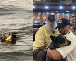 Dog spotted in water during dinner cruise: yacht crew jumps into action to save her life