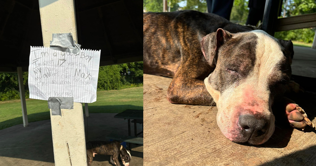 17-year-old dog left tied to picnic table with heartbreaking note: “I’m a good boy…”