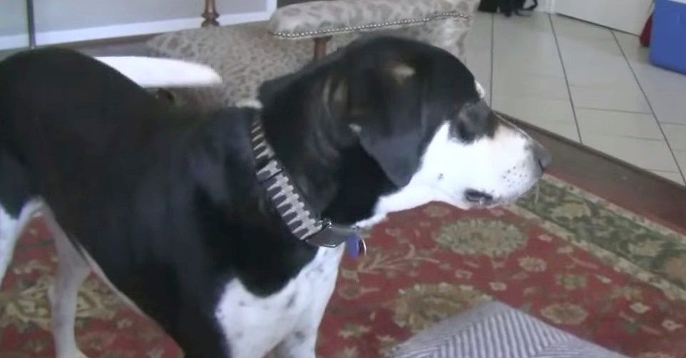 Dog Has Hilarious Reaction When His Owner Tells Him He Is Getting A Kitten