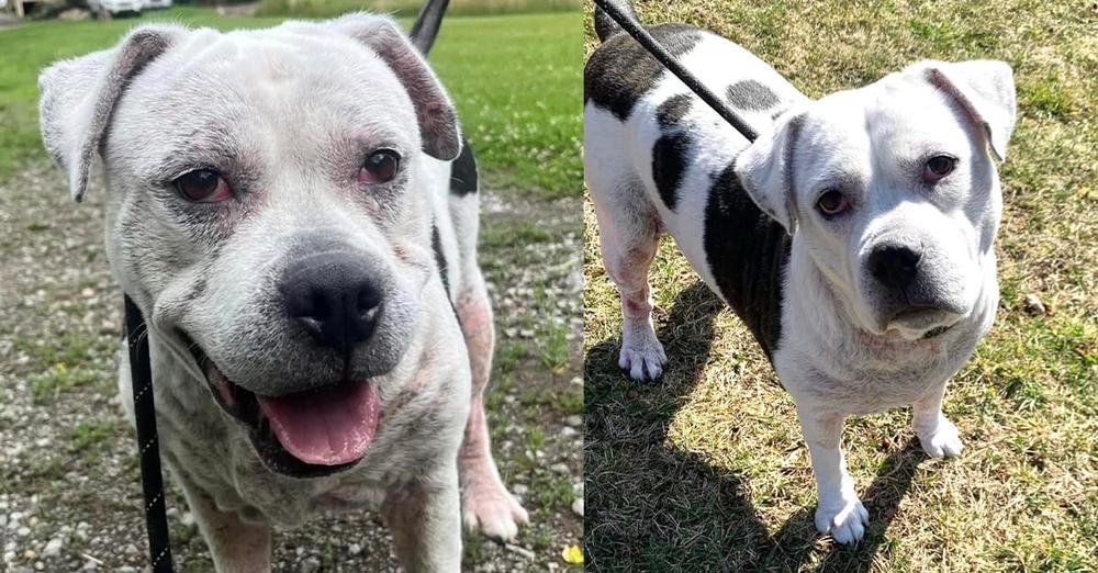 Dog rescued from “horrible conditions” has been in shelter for 5 years — still looking for a home
