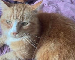 Woman steps up to save senior cat after neighbors abandon him during move