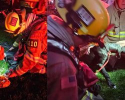 Firefighters save dog from burning building, revive him with CPR
