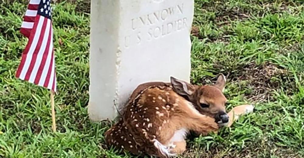 Fawn found curled up at the headstone of an unknown soldier in historic cemetery