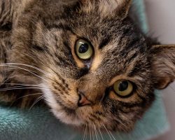 Cat who went missing 2 years ago found 2,000 miles away, reunites with family after “secret” adventure