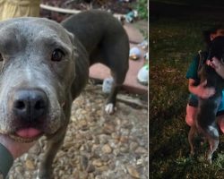 Florida dog who went missing 2 years ago found in Oklahoma, reunites with owner