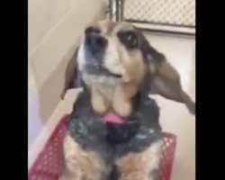 Woman ‘Can’t Stand’ Her Dog Anymore And Is ‘Sick’ Of It, So She Tells Shelter To Kill It
