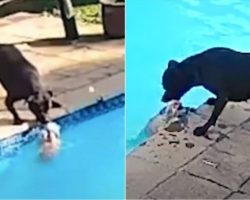 Dog Spends 34 Min Trying To Rescue Her Tiny Friend