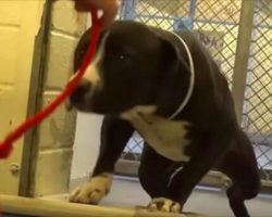 Shelter dog confused when they hand him leash, then camera captures tear-jerking moment he realizes he’s going home