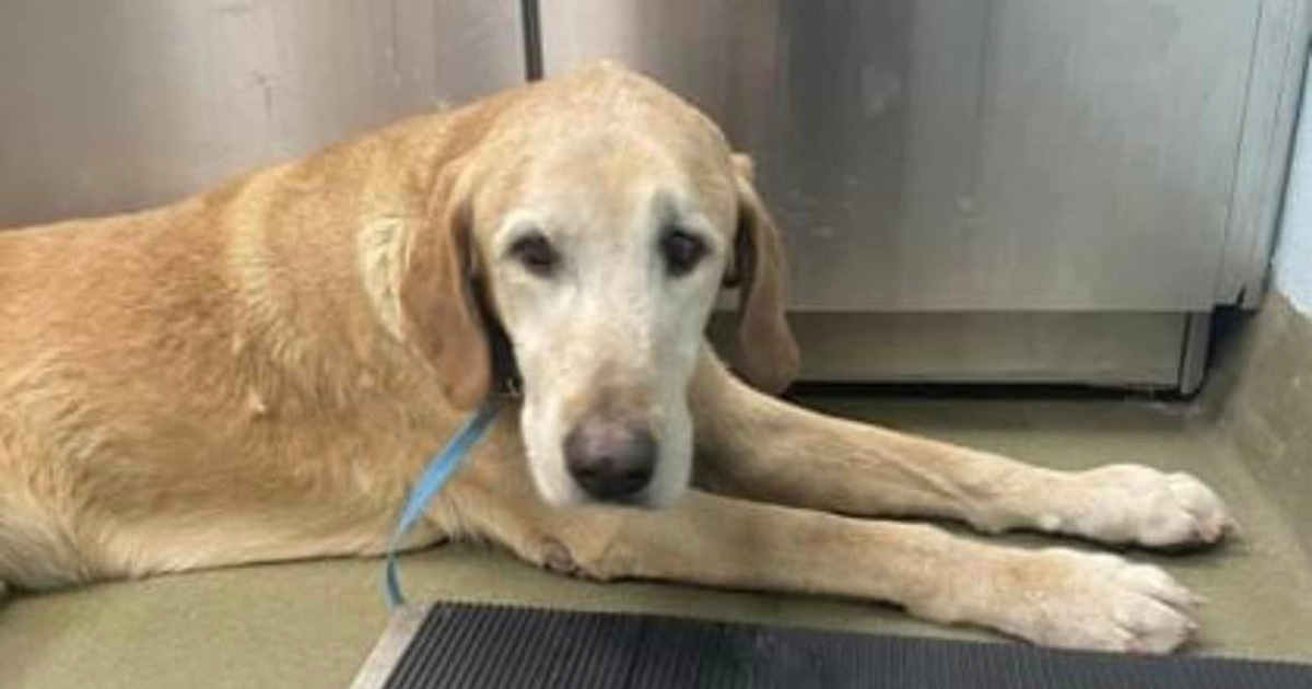 Family devastated after shelter euthanized their missing dog, owner demands justice