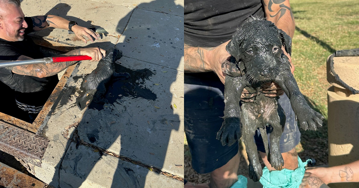 Police officer climbs into mucky sewer to save trapped dog