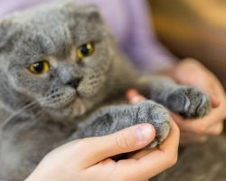 Maryland passes new laws banning declawing cats, leaving pets outside in severe weather