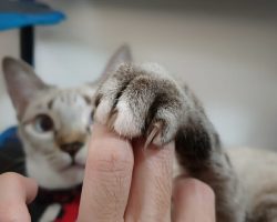 Wisconsin city unanimously approves ban on declawing cats