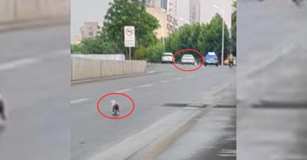 Puppy Didn’t Realize She Was Being Dumped, Then Ran After Her Owner’s Car For Over A Mile