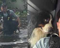 Dog’s “eyes say it all” after firefighter rescues him from Hurricane Milton flood
