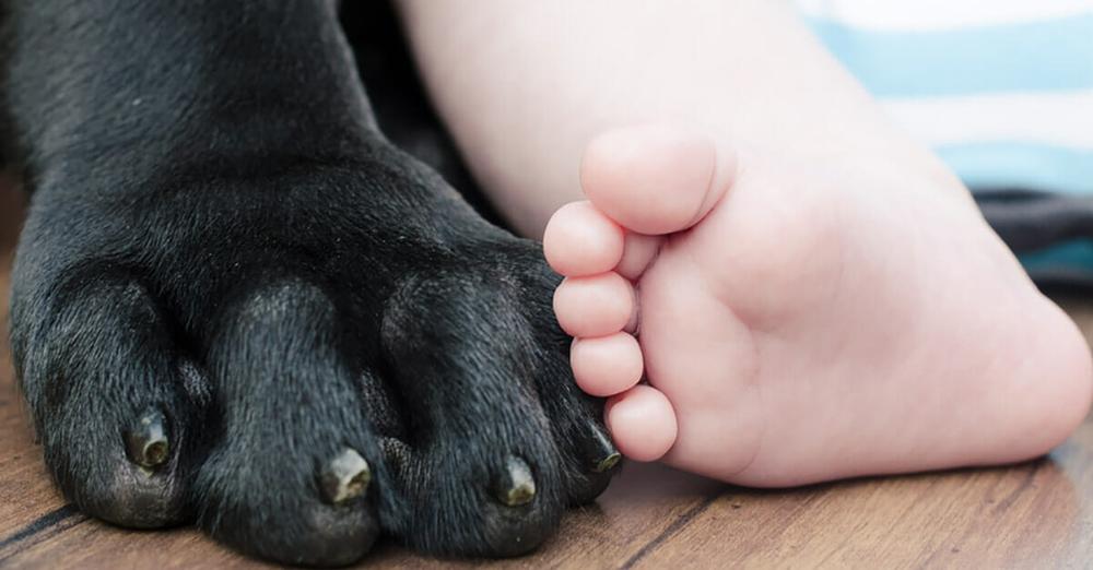Mother dog saves life of abandoned newborn baby by cuddling up with her in the cold