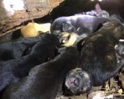 Mama Dog Placed All 13 Pups In A Safe Little Nook Despite Her Broken Leg