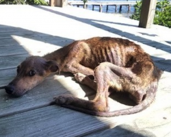 Starving dog found on desert island just days from death – traveler springs into action with only 48 hours to spare
