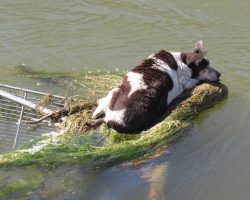 Dog was stranded in canal with “no chance of survival” — rescue leads to a second chance