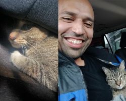 Journalists hear meowing from under their car — save a scared kitten during Hurricane Milton