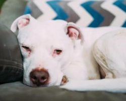 Dog Who Fakes Sleep in the Hopes of Staying in Mom’s Bed Is Simply Irresistible