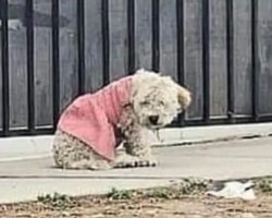 Abandoned puppy in dirty pink dress is the saddest sight ever
