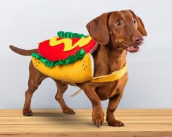 These are the top pet Halloween costumes of 2024: Beetlejuice, Deadpool and Donald Trump make the list