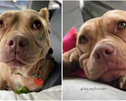 Mangey stray dog can’t stop smiling after being rescued, now she’s called the ‘happiest dog in the world’