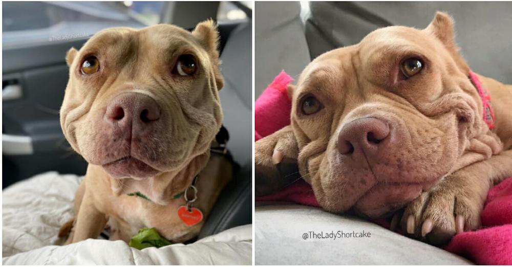Mangey stray dog can’t stop smiling after being rescued, now she’s called the ‘happiest dog in the world’