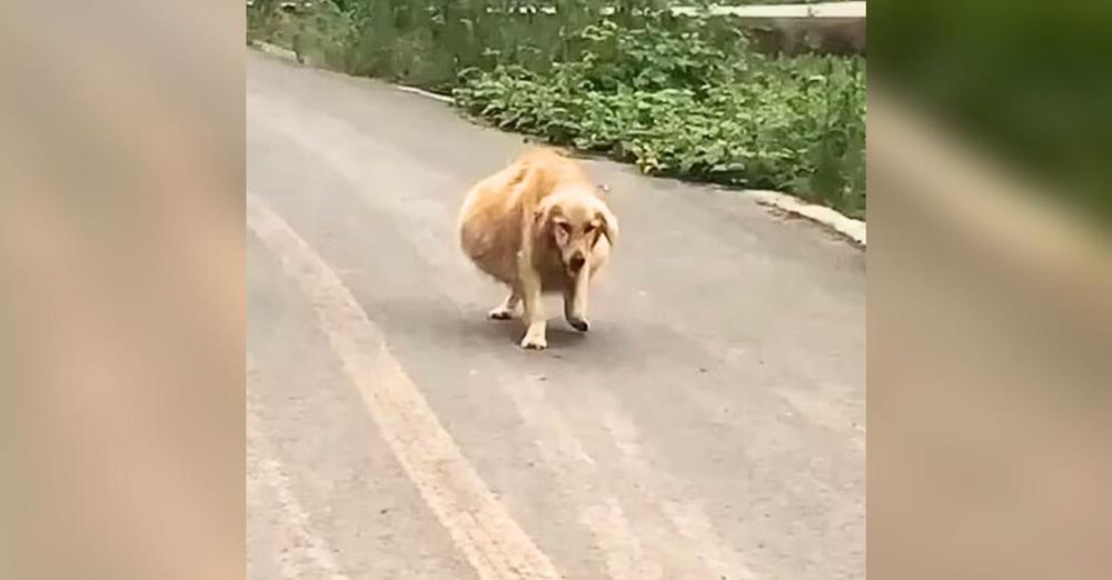 Dog With A ‘Mysteriously’ Enormous Belly Roamed Streets After Being Dumped, ‘Begged’ For Help