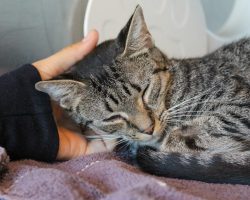 Shelter finds two kittens left at their door with heartbreaking note, write a surprising reply to the owners
