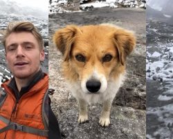 Hiker was lost in the mountains — then a stray dog arrived to show him the way