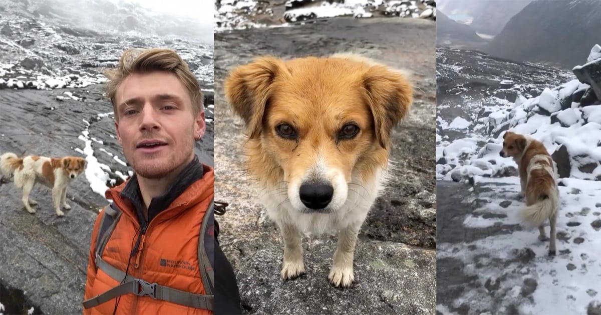 Hiker was lost in the mountains — then a stray dog arrived to show him the way