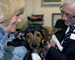 Queen Camilla “heartbroken” after death of her beloved rescue dog Beth — rest in peace