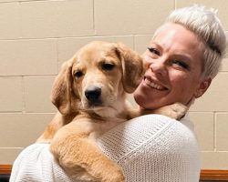 Pink fostered a shelter puppy on tour to find him a home — she ended up adopting him herself