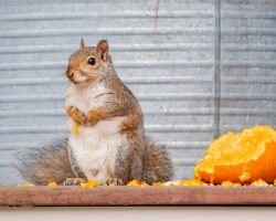 How to recycle your leftover Halloween pumpkins — and make some animals very happy