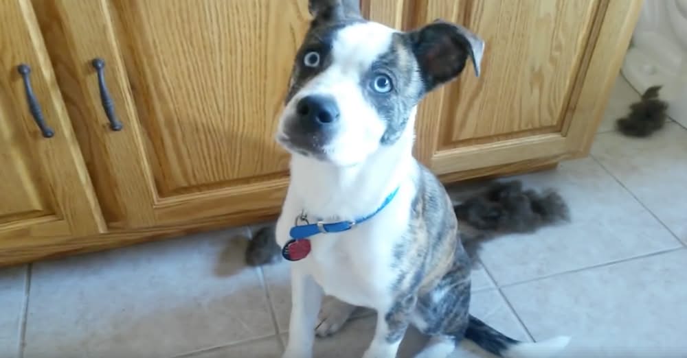 Dog Takes Mom “Too Literally” When She’s Told To Get Into The Bed