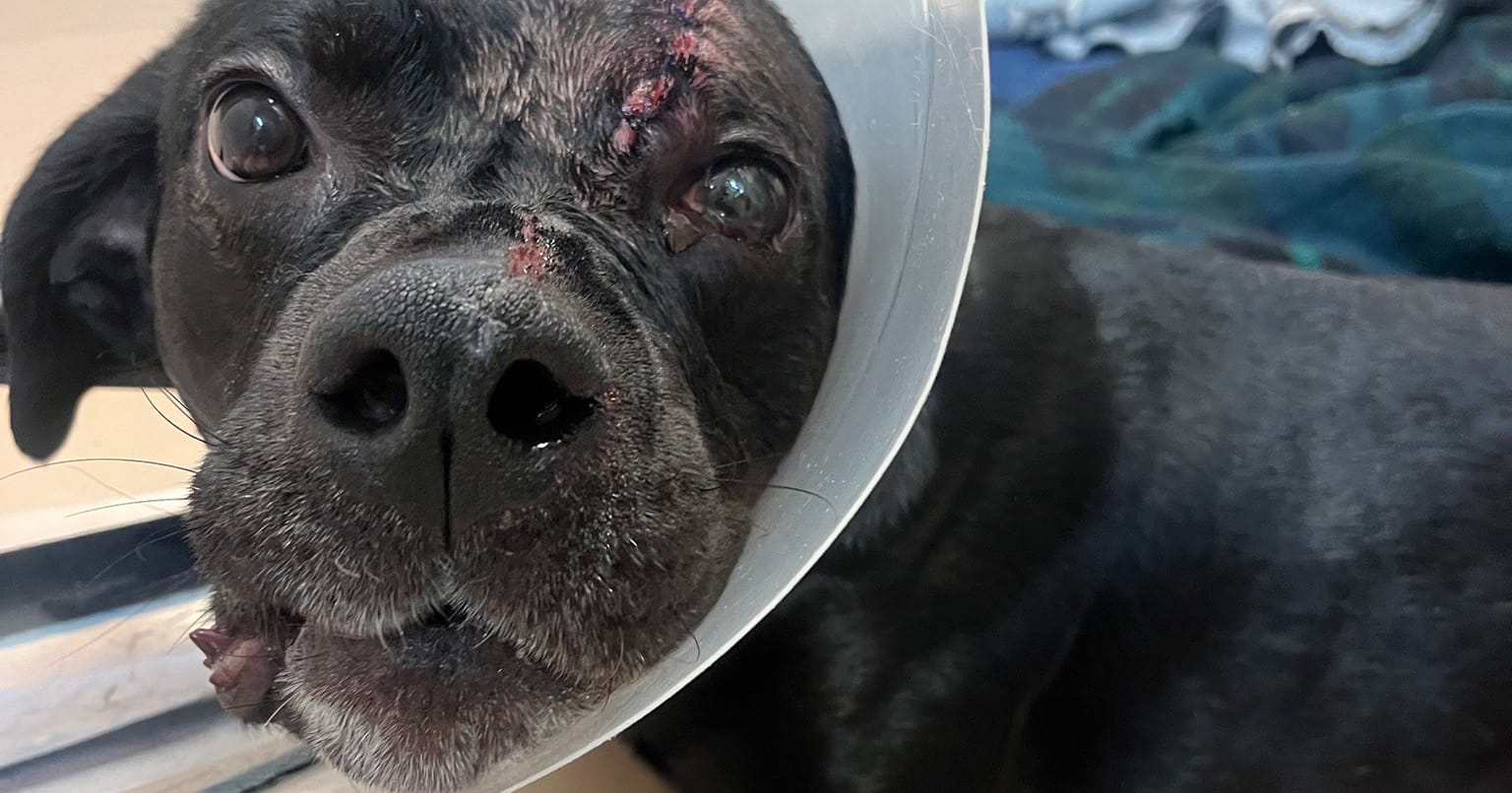 Dog survived being shot in the head at close range: recovering as authorities search for shooter
