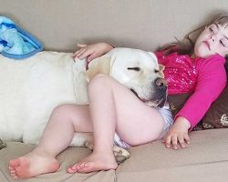 The incredible story of Sadie and her labrador Hero
