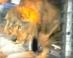 Lion has slept on concrete floor all his life, now watch his reaction when he sees grass for first time