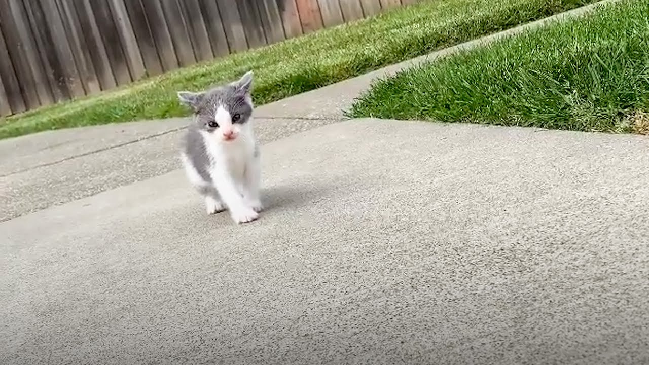 Teeny tiny kitten found all alone in the street