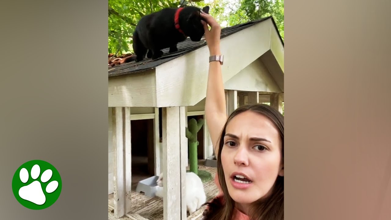 Woman moves into house and finds four cats