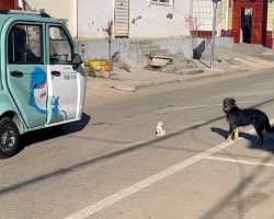 Hero dog saves kitten from road