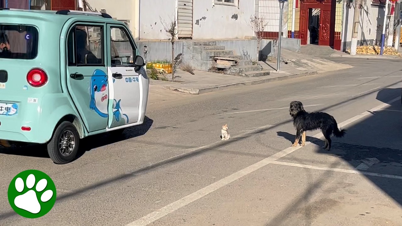 Hero dog saves kitten from road