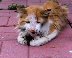 Homeless cat asks for help