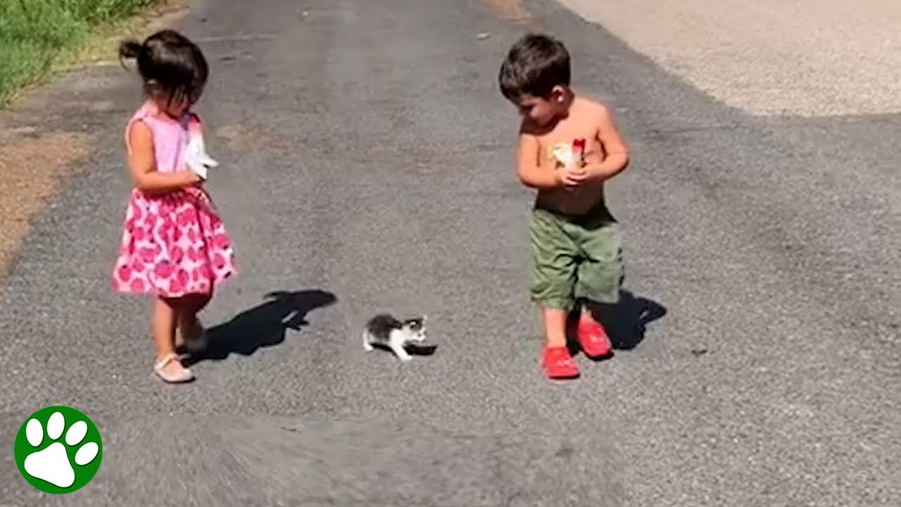 Tiny three-legged kitten follows children home