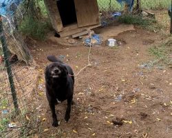 Senior dog spent a decade tied up outside in dirt pen — after finally being rescued, his life has completely turned around